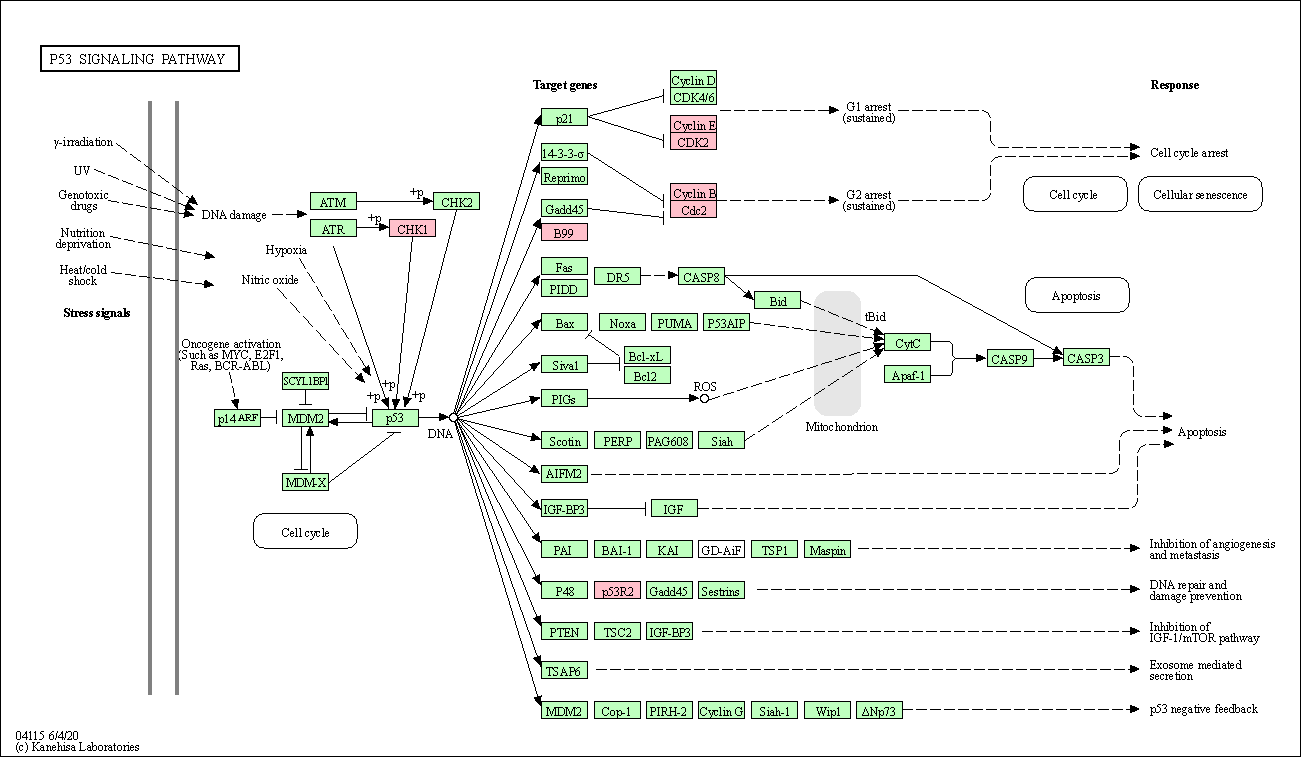 KEGG pathway map