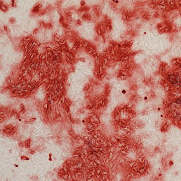 Alizarin staining of MC3T3-E1 cells