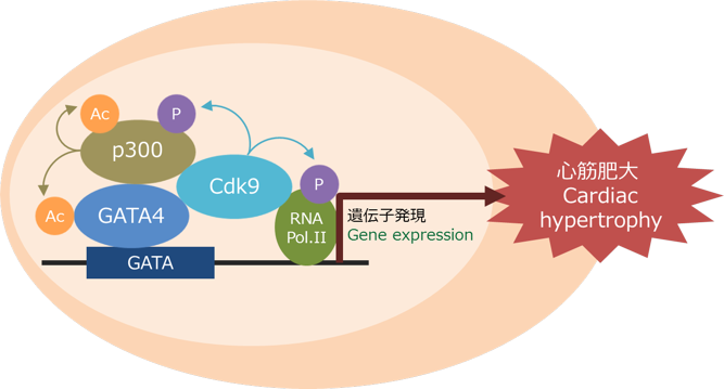 GATA4 のアセチル化 / Acetylation of GATA4