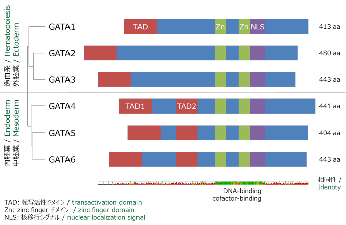 GATA 因子の配列比較 / Alignment of GATA factors