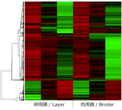 肉用鶏と卵用鶏の筋芽細胞における遺伝子発現パターン / Gene expression patterns in broiler and layer myoblasts