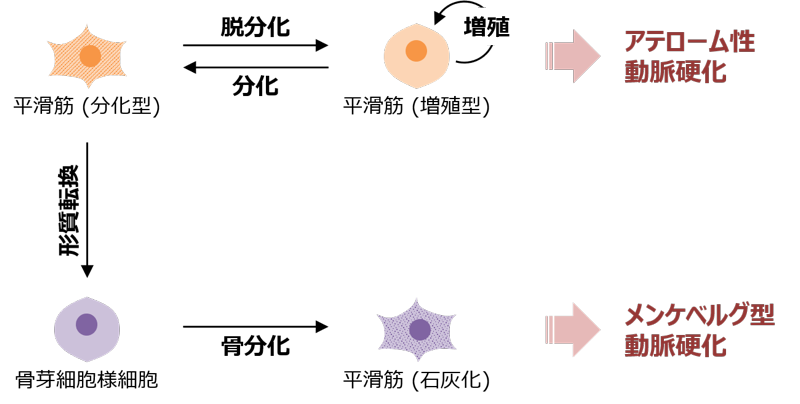 動脈硬化と血管平滑筋