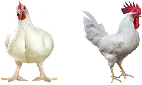 肉用鶏と卵用鶏 / Broiler and layer chickens