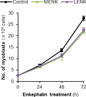 エンケファリンは筋芽細胞の増殖を抑制する / Enkephalin suppresses myoblast proliferation