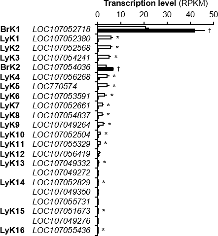 ニワトリ筋芽細胞が発現する ERVK / ERVK expression in chicken myoblasts