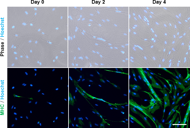 ニワトリ筋芽細胞 / Chicken myoblasts