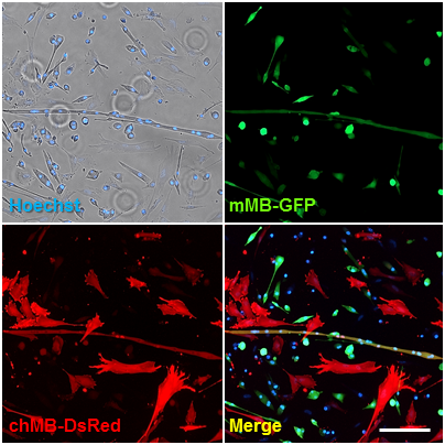 異種融合筋管 / Xenogenic hybrid myotube, x100