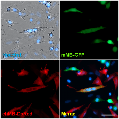 異種融合筋管 / Xenogenic hybrid myotube, x400