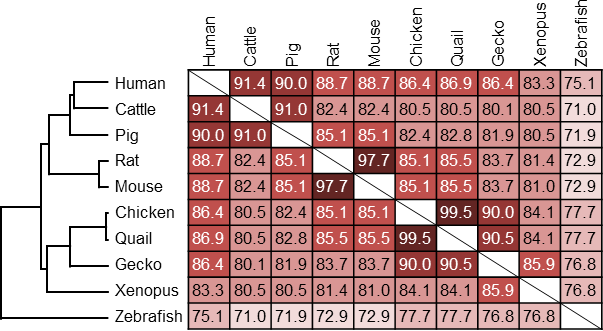 Myomaker のアミノ酸配列 / Amino acid sequences of myomaker