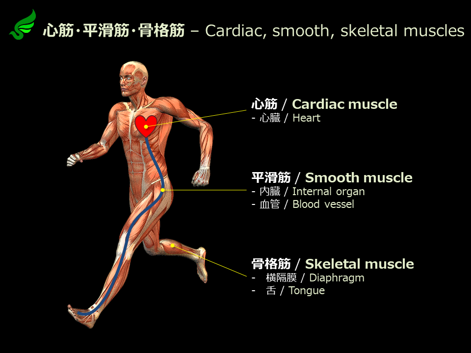 心筋・平滑筋・骨格筋