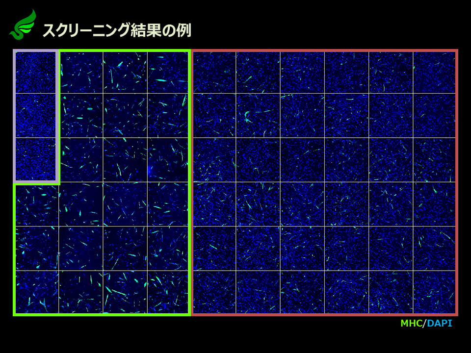 スクリーニング結果の例